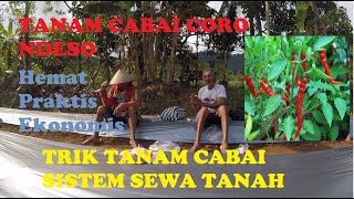 SEWA TANAH UNTUK TANAM CABAI ? BAGAIMANA TRIKNYA ?