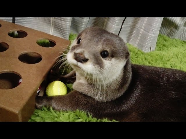 What is Aty doing at home now? [Otter life Day 225]