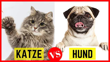 Was ist besser für Kinder Hund oder Katze?