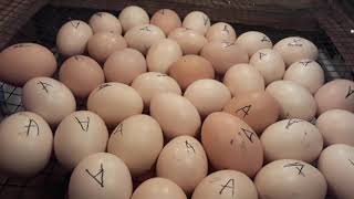 चूजे निकालने का आसान तरीका | simple egg hatching