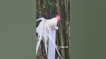 Blowing in the Wind - White Bantam Phoenix Qaib Dib Tw Ntev #chicken #ayam #rooster #gallos #bantam