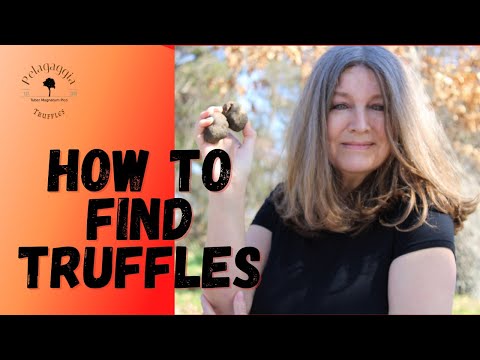 Video: How To Find Truffles