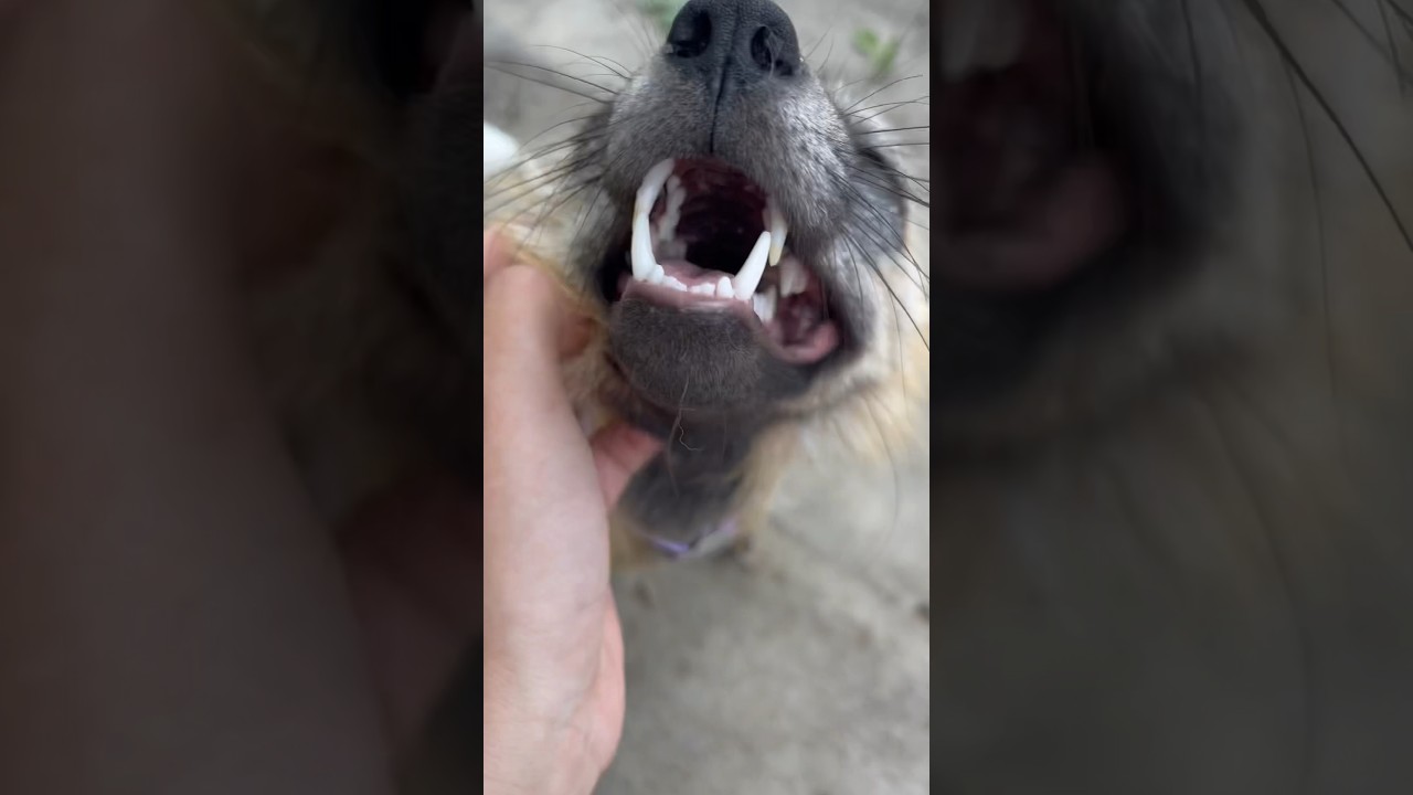 Milo and Elly are happy squeaky foxes! 
