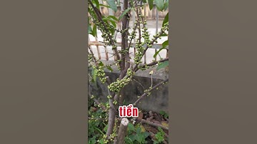 Nhiều Người Không Biết Đây Là Cây Gì #kythuatcaytrong #trongcay