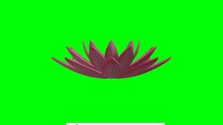 lotus blooming green screen video animation