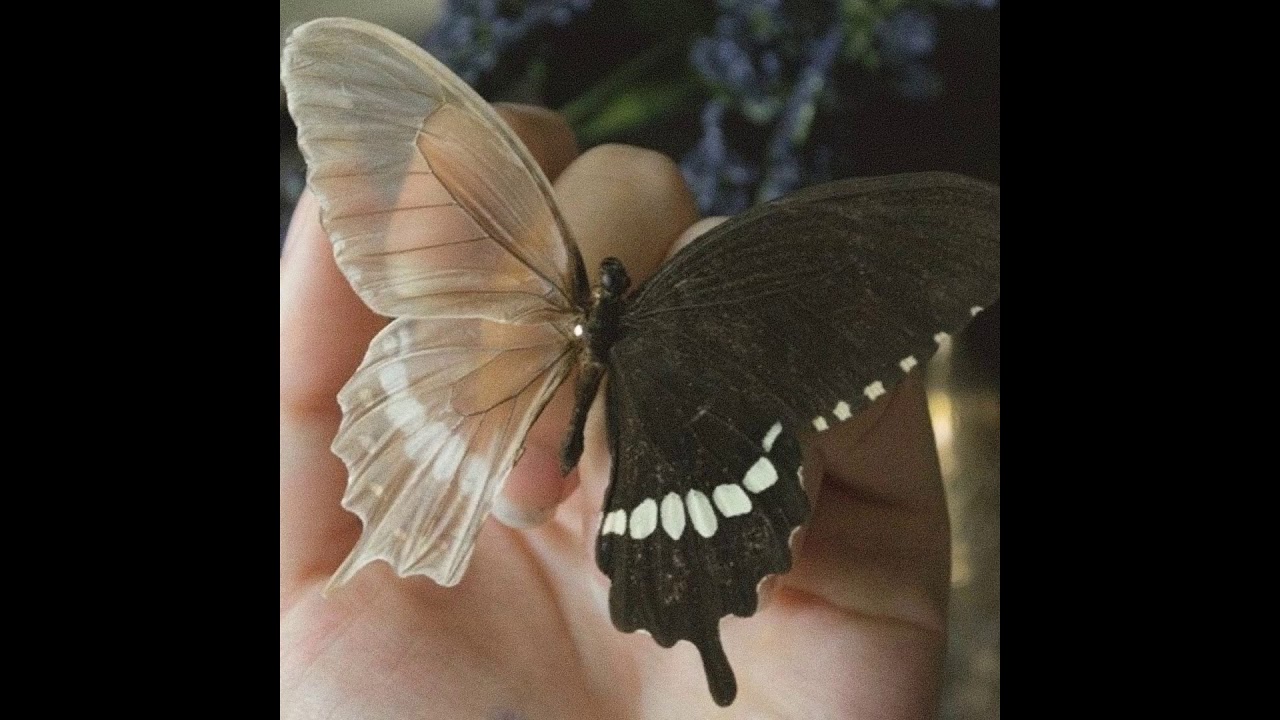 FREE | TRAVIS SCOTT X DON TOLIVER TYPE BEAT 2021 | "BUTTERFLIES"