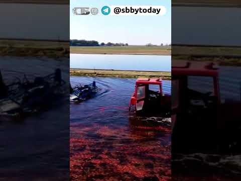 Так выглядит урожай