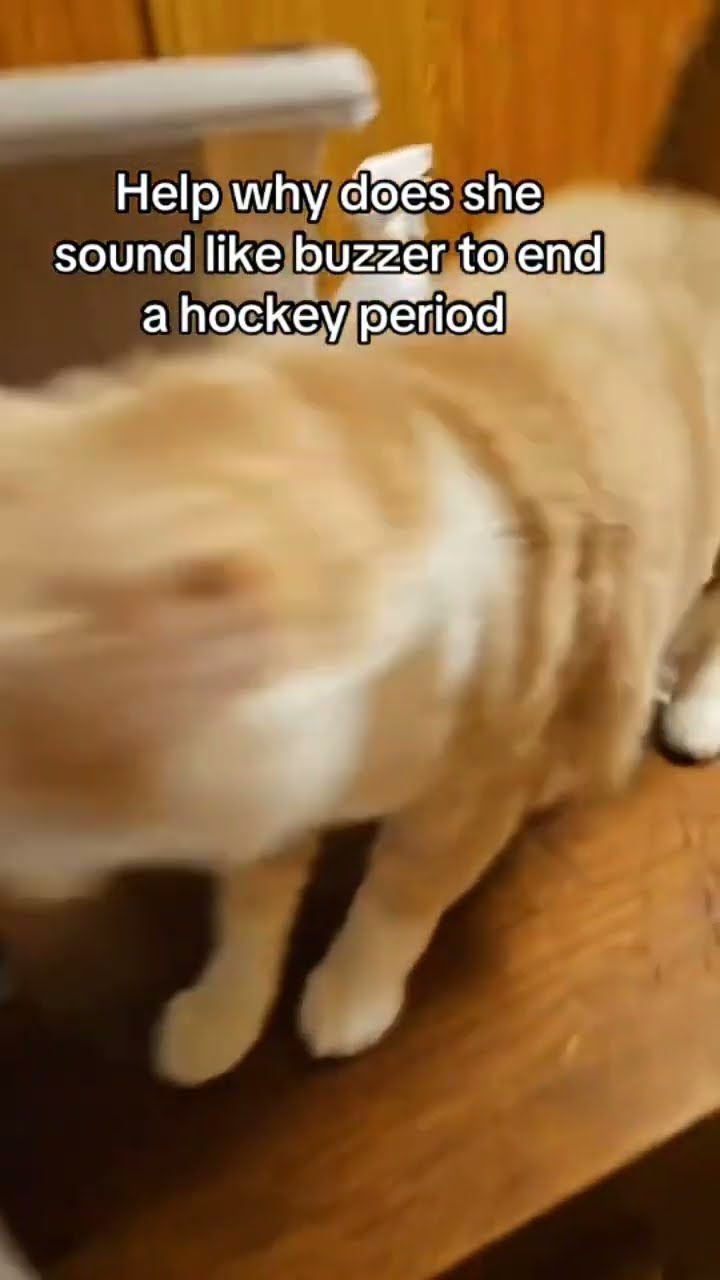 Even when prvnci scoring they got the Kittyo goalie