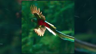 [free] talinwya x oodaredevil x goofy type  - "quetzal"