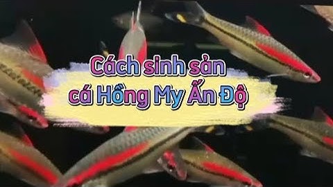 Cách sinh sản cá Hồng My Ấn Độ | Sinh sản cá