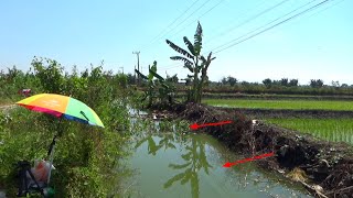 Edan...Parit pinggir jalan banyak ikannya, Saya mancing 1 jam saja panen