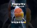この金魚アンパンマンにも程があるww 子供たちが喜ぶ✨一家に一匹😊