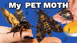 Raising Deaths-Head Hawk Moth | Acherontia Atropos