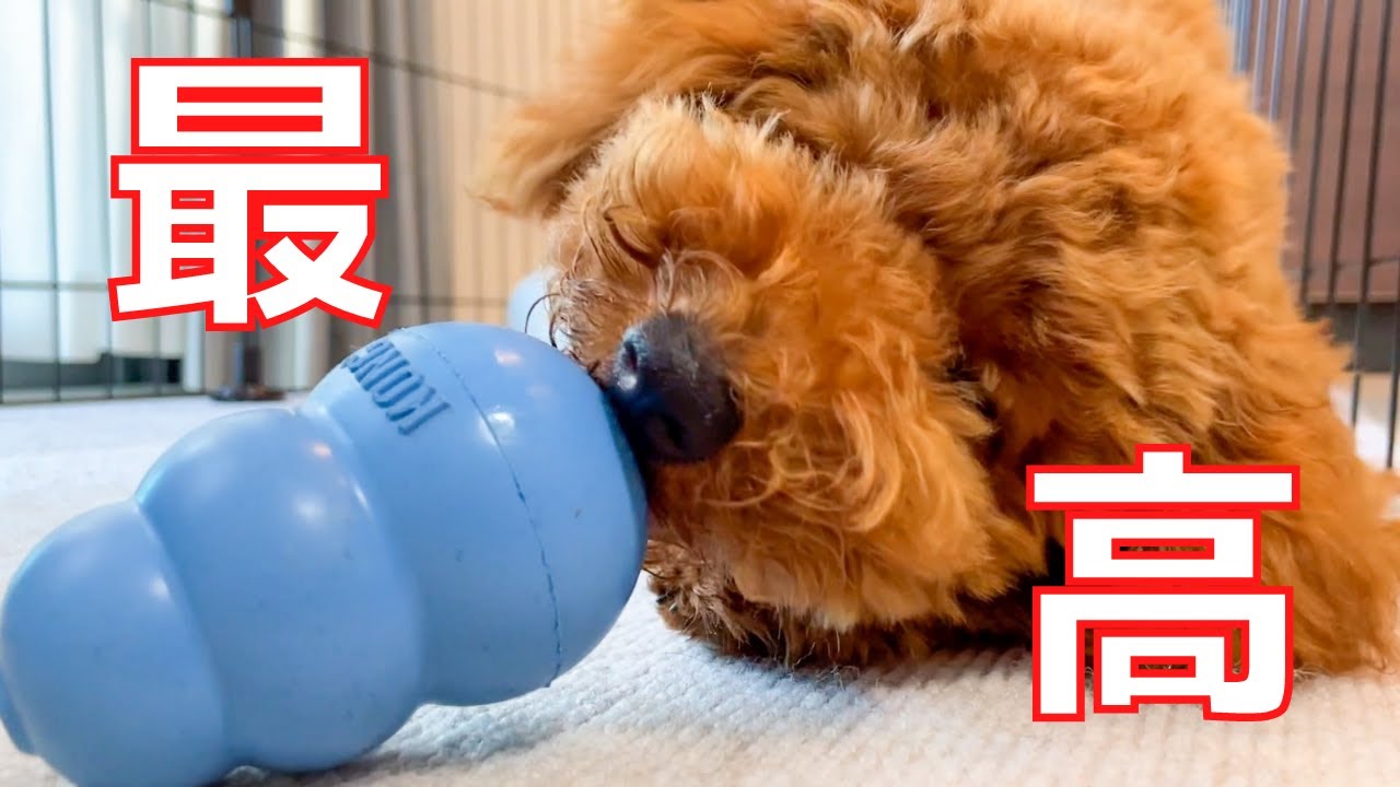 お留守番最強グッズのコングで初めてご飯あげたら最高だったw