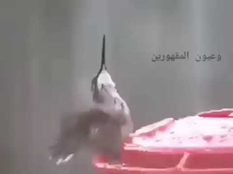 ساعدني يا نبع الينابيع فيروز