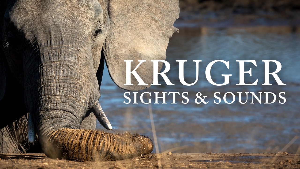 Nature Therapy: Kruger National Park, South Africa (4K)