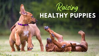 Essential Tips for Raising Healthy Puppies