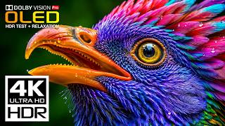 Must-See OLED HDR Showcase | 16K Dolby Vision Nature Video (8K/4K Video TV) screenshot 2