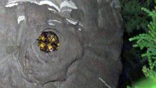 郡山市役所からスズメバチ駆除の緊急要請! 大槻中学校で道路沿いの樹木にハチの巣! Hornet Nest Removal