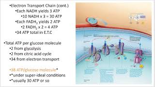 2402 Lecture Chapter 24 Nutrition and Metabolism 3 PowerPoint Screencast