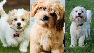 Cavachon | Funny and Cute dog video compilation in 2022.