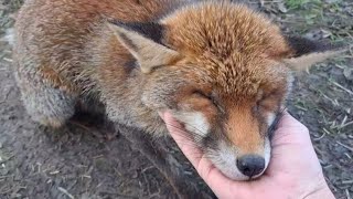 He Fell Asleep On My Hand Second Chance Fox Sanctuary