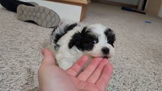 Logan  Cute Havanese puppy. #havanesepuppies #havanese