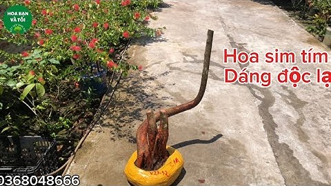 1 tác phẩm sim tím dáng quái