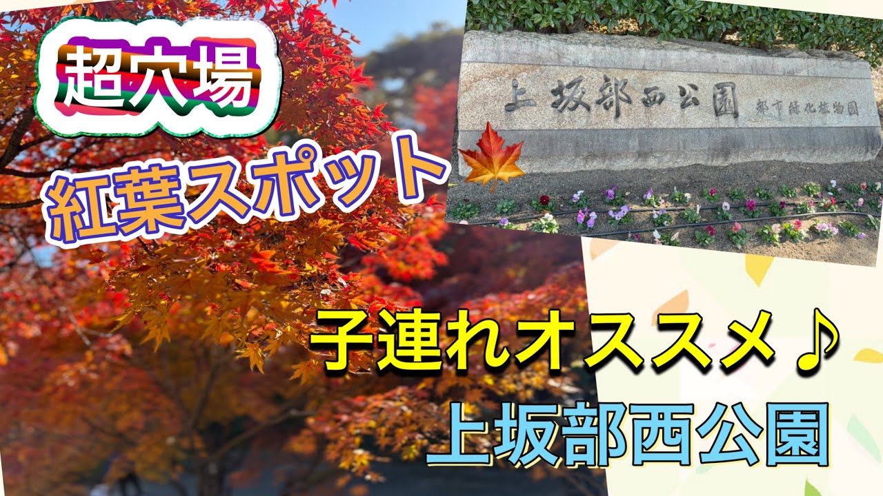 上坂部西公園に行ってきた！絶好の紅葉、どんぐり拾いスポットでした！