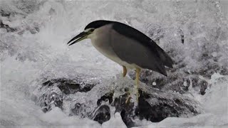 1091028坪林北勢溪急流勇士夜鷺(Nycticorax nycticorax)