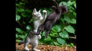 Epic Funniest Cat Fight Videos Compilation 2018 || TimeSquad by TimeSquad 758 views 5 years ago 8 minutes, 32 seconds