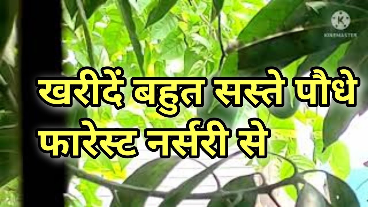forest nursery visit cheapest plant in Bhopal YouTube