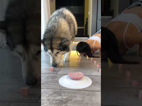 СХВАТКА СОБАКИ И ХОЗЯЙКИ