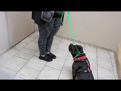 aster leash wrap