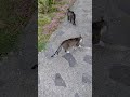 Kitty🐈#lol #viralvideo #funny #cat #shortvideo #trending #amazing #cute #video #animals #trend #love