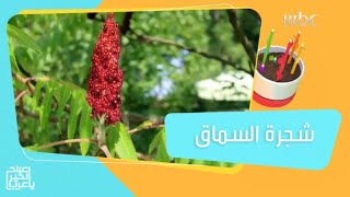 ما لا تعرفه عن شجرة السماق