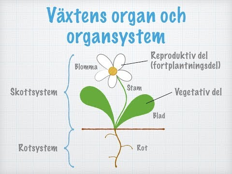 Video: Växter Som Vitaminkällor