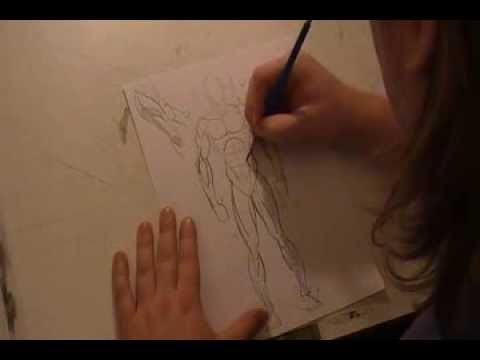 How To Draw: Basic Anatomy - YouTube