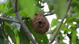 A Wasp Is Any Insect Of The Order Hymenoptera And Suborder Apocrita