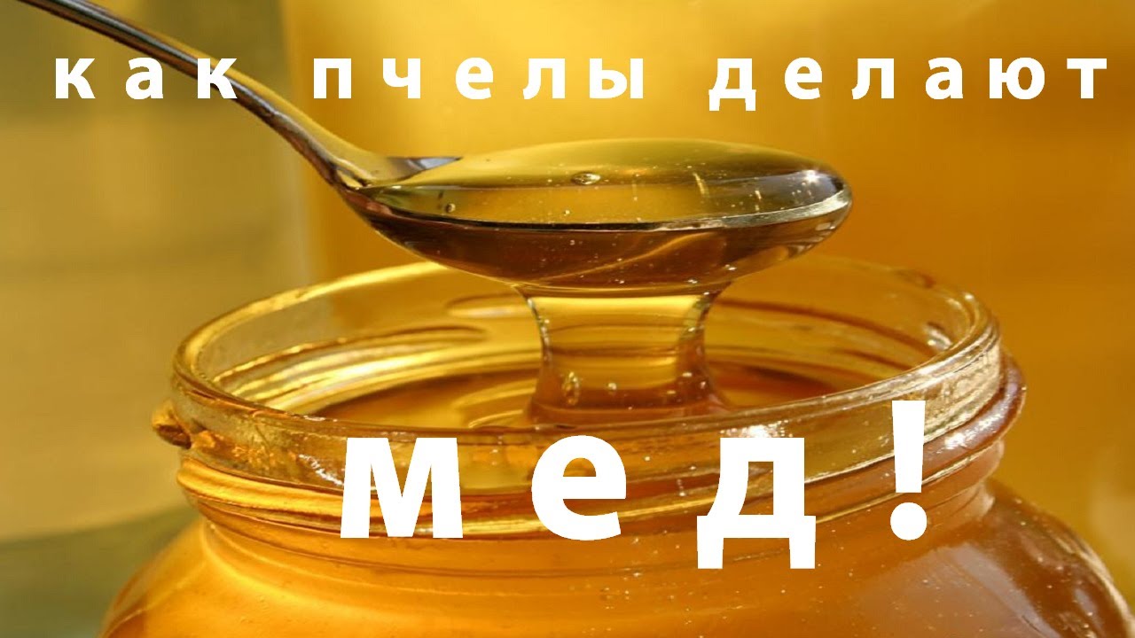 Мед! Как пчелы делают мед. Все о меде. - YouTube