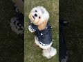 Keep your dog warm, comfortable, and active this winter #dogwinterjacket  #DogJacket #shihtzus
