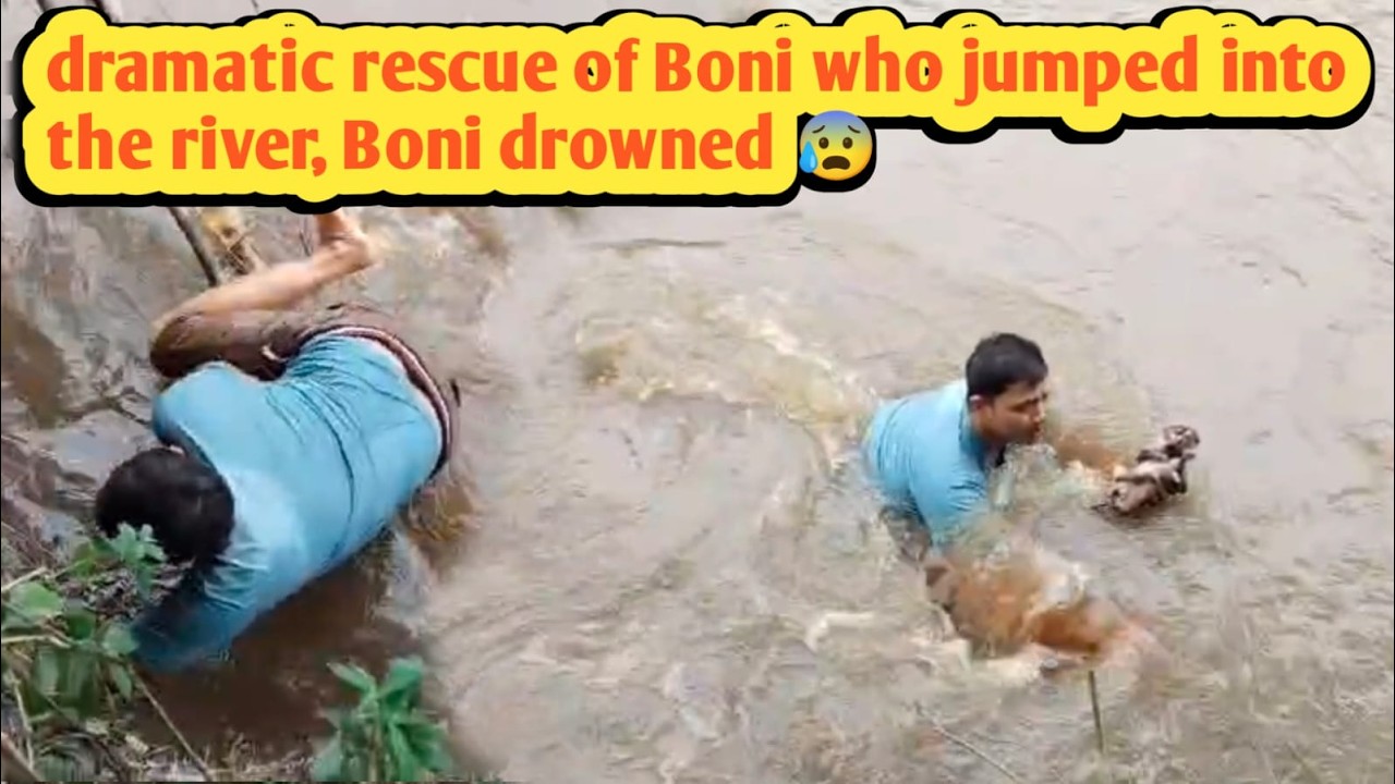 Tense😱dramatic,dangerous jump into a river with crocodiles to save boni