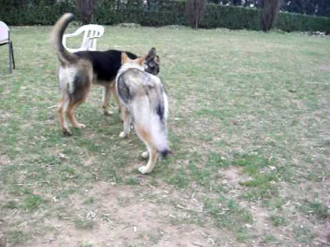 Amy E Brasco Youtube