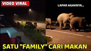 GEMPAR, SATU KELUARGA GAJAH KELUAR CARI MAKAN DI KOTA TINGGI