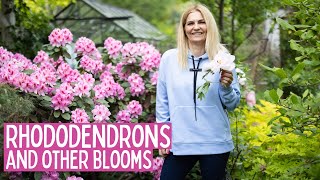 Rhododendron, Phlox, and Catmint: Care, Pruning, Pests, and Garden Insights | Garden with Marta