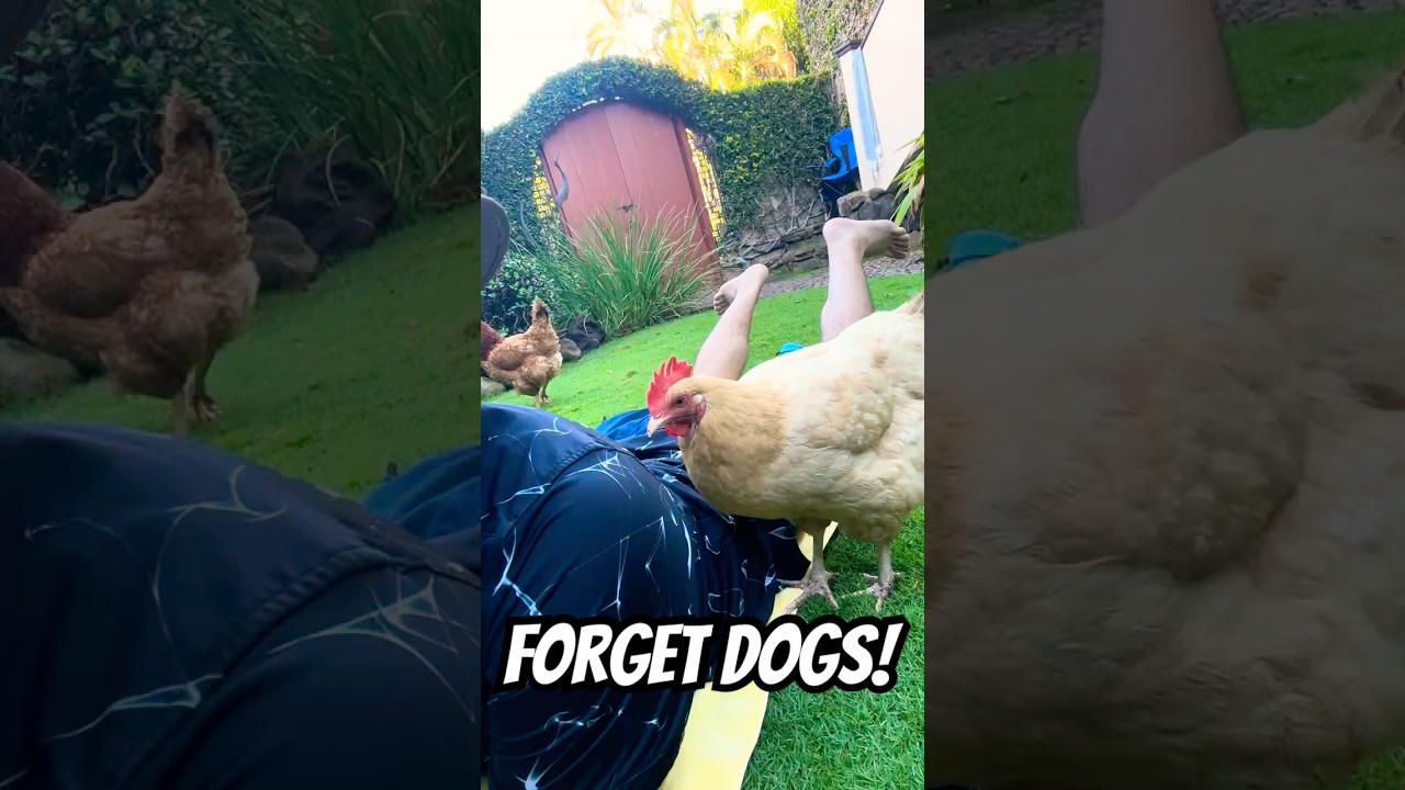 FORGET DOGS! 🐔💕 My chicken, Goosey, is way cuddlier LOL