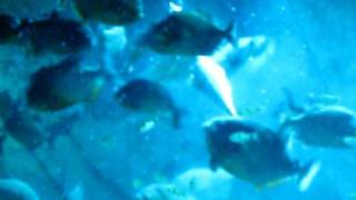 Georgia Aquarium - Piranha Feeding Time