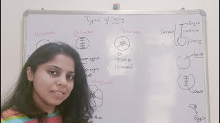 Types  of Ovary on the basis of Locules | Unilocular | Bilocular | Multilocular