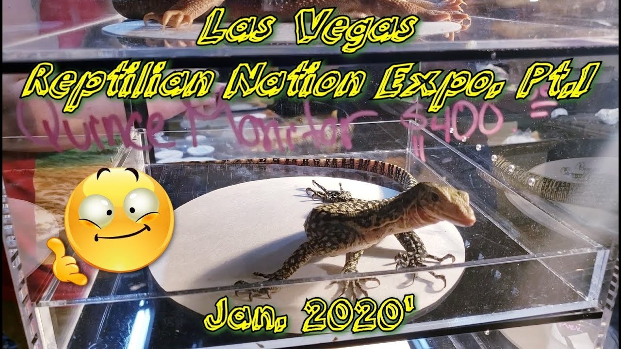 Las Vegas Reptilian Nation Expo. Jan 2020' Pt1😁🐍 - YouTube