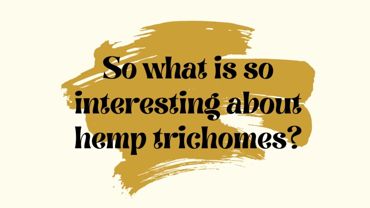 Hemp trichomes - what are they? 🧐